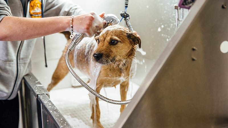 Animal Hospital in Boynton Beach: Dog Getting Bath