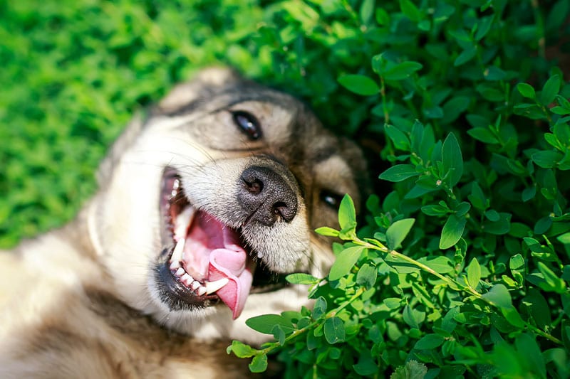 Contact Us For Your Pet Care Needs: Dog Laying in Bush