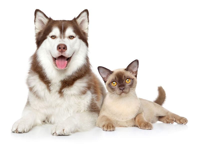 Laser Therapy For Dogs And Cats in Boynton Beach, FL