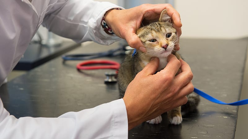 Animal Hospital in Boynton Beach: Veterinarian Gives Kitten Exam