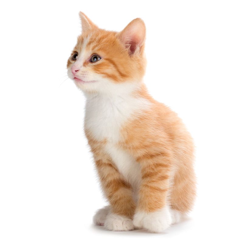 Young kitten on a white background
