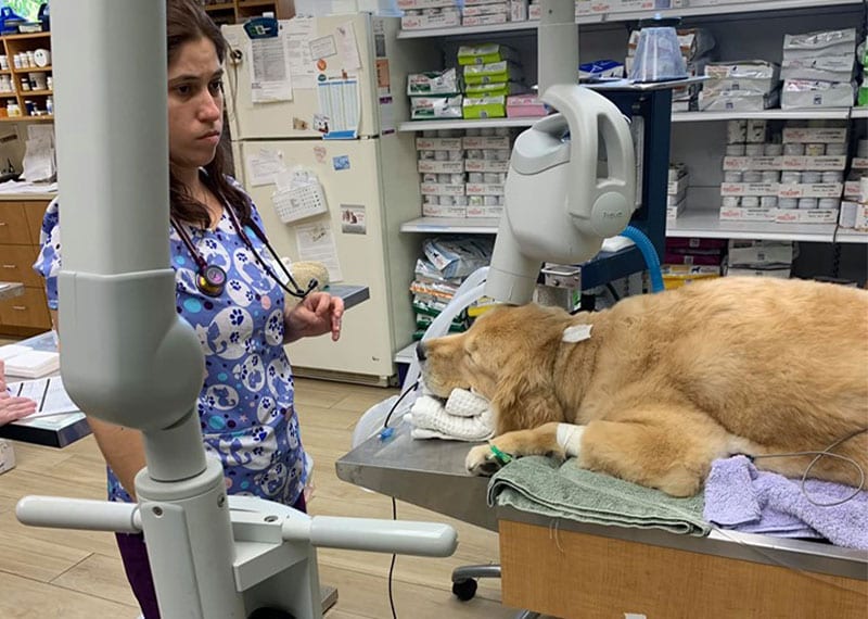 Laser Therapy For Dogs And Cats in Boynton Beach, FL