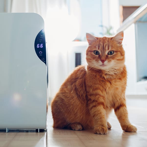 Dehumidifier with touch panel, humidity indicator, uv lamp, air ionizer, water container works at home while cat sitting by it on kitchen. Air dryer