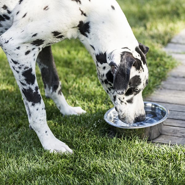 Harlequin Great Dane drinking cold water out of a stainless steel bowl in summertime.