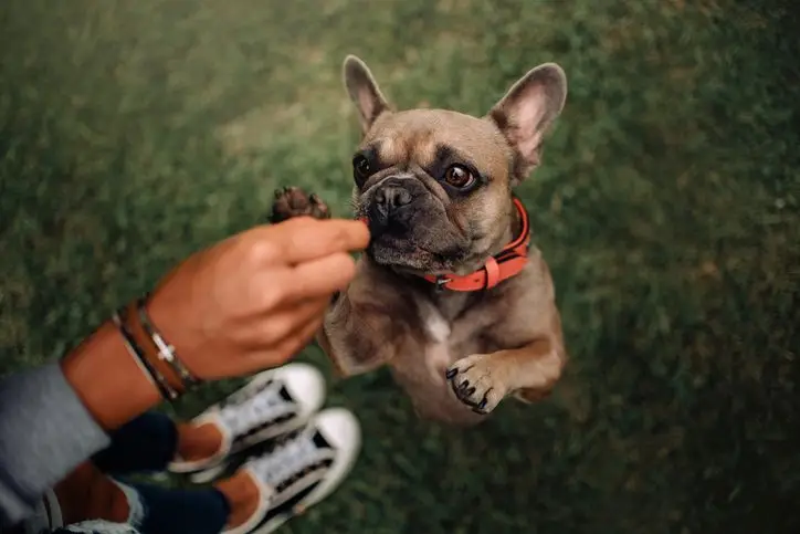 can dogs eat ham in boyton beach, fl