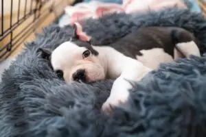 pet relaxing at puppy boarding in boyton beach, fl