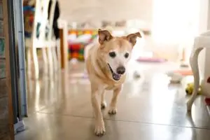 dog pacing boynton beach fl