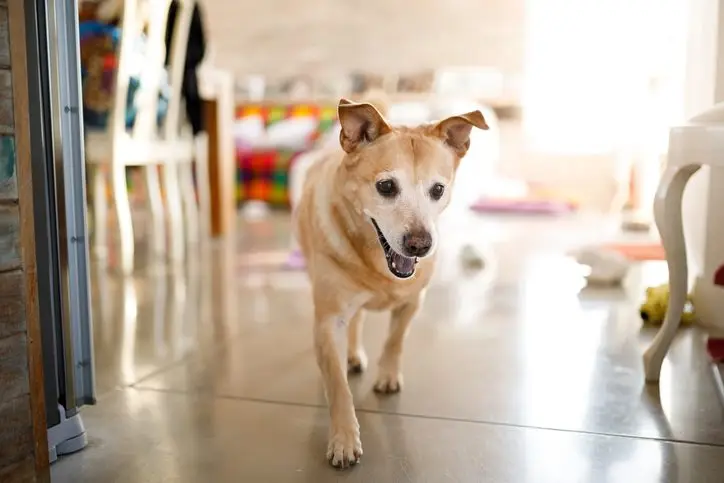 dog pacing boynton beach fl