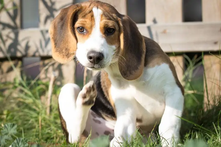 fleas on dogs boynton beach lf