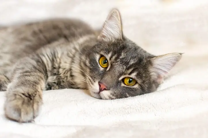 cat vomiting boynton beach fl