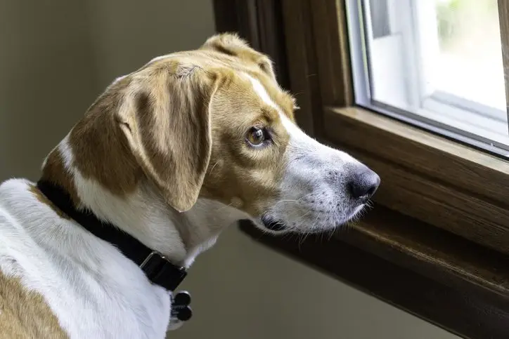 dog separation anxiety boynton beach