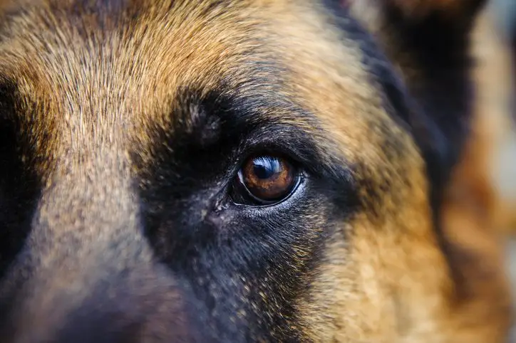 can dogs see color