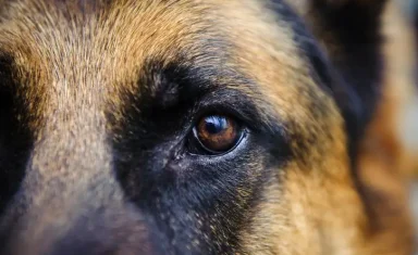can dogs see color