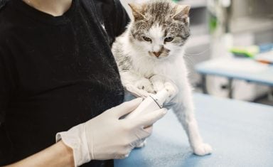cat-urgent-care-visit