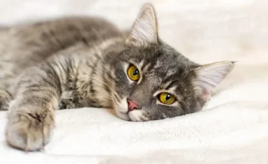 cat vomiting boynton beach fl